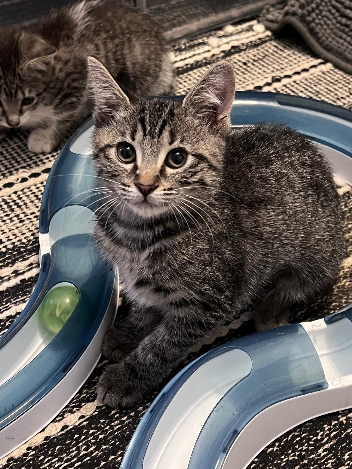 Enlarge Timmy (bonded with Tilly), a Adoptable Domestic Short Hair in Atlanta, GA image 2/4