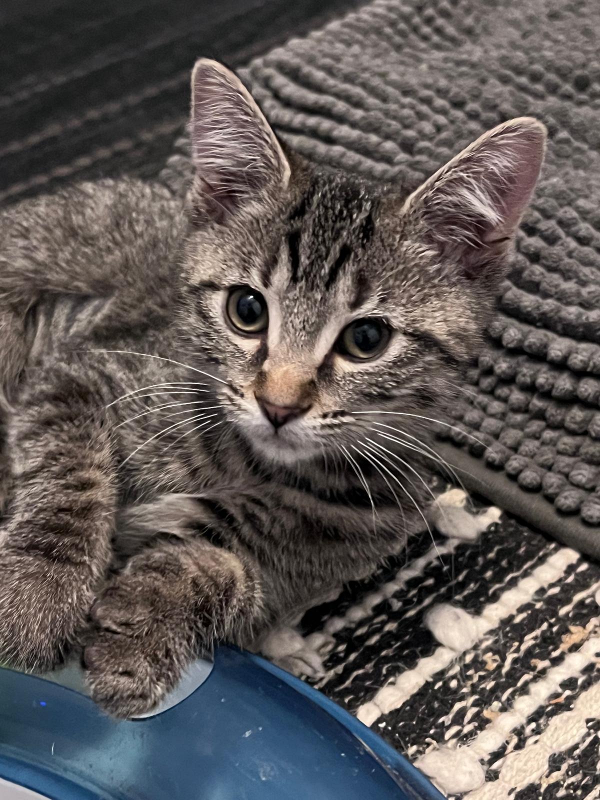 Enlarge Timmy (bonded with Tilly), a Adoptable Domestic Short Hair in Atlanta, GA image 3/4