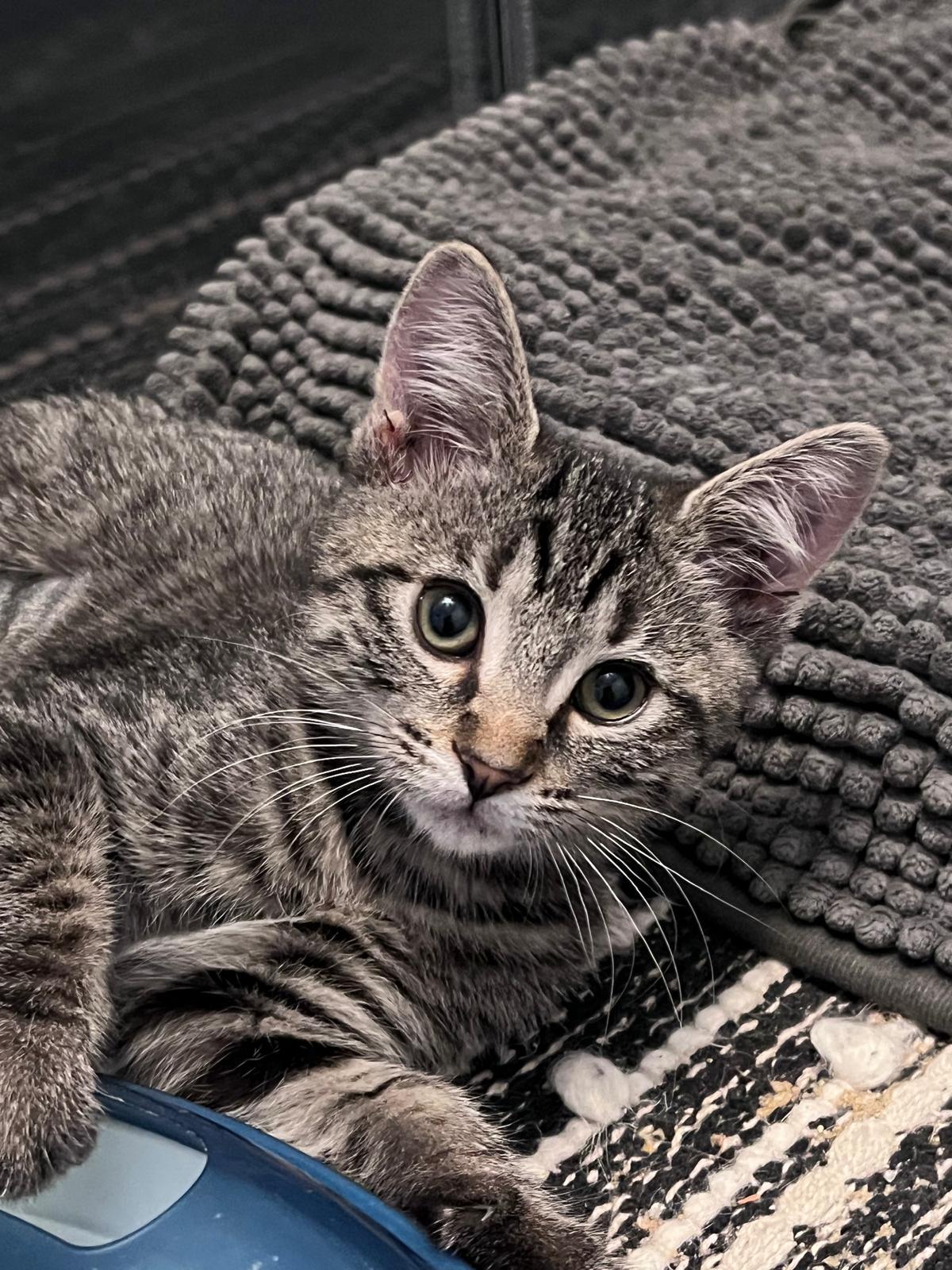 Timmy (bonded with Tilly), Adoptable, Kitten Female Domestic Short Hair.
