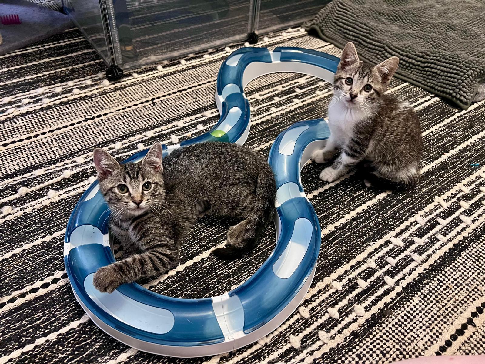 Enlarge Timmy (bonded with Tilly), a Adoptable Domestic Short Hair in Atlanta, GA image 4/4
