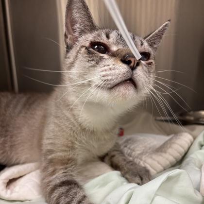 Ernie, Adoptable, Adult Male Domestic Short Hair & Domestic Short Hair.