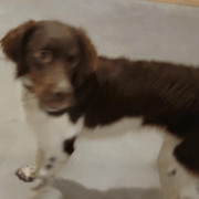 Maverick - 10923 - CO, Adopted, Adult Male Brittany Spaniel.