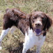 Maverick - 10923 - CO, a Adopted Brittany Spaniel in Lincoln, NE image 2/3