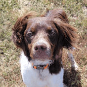 Maverick - 10923 - CO, a Adopted Brittany Spaniel in Lincoln, NE image 3/3