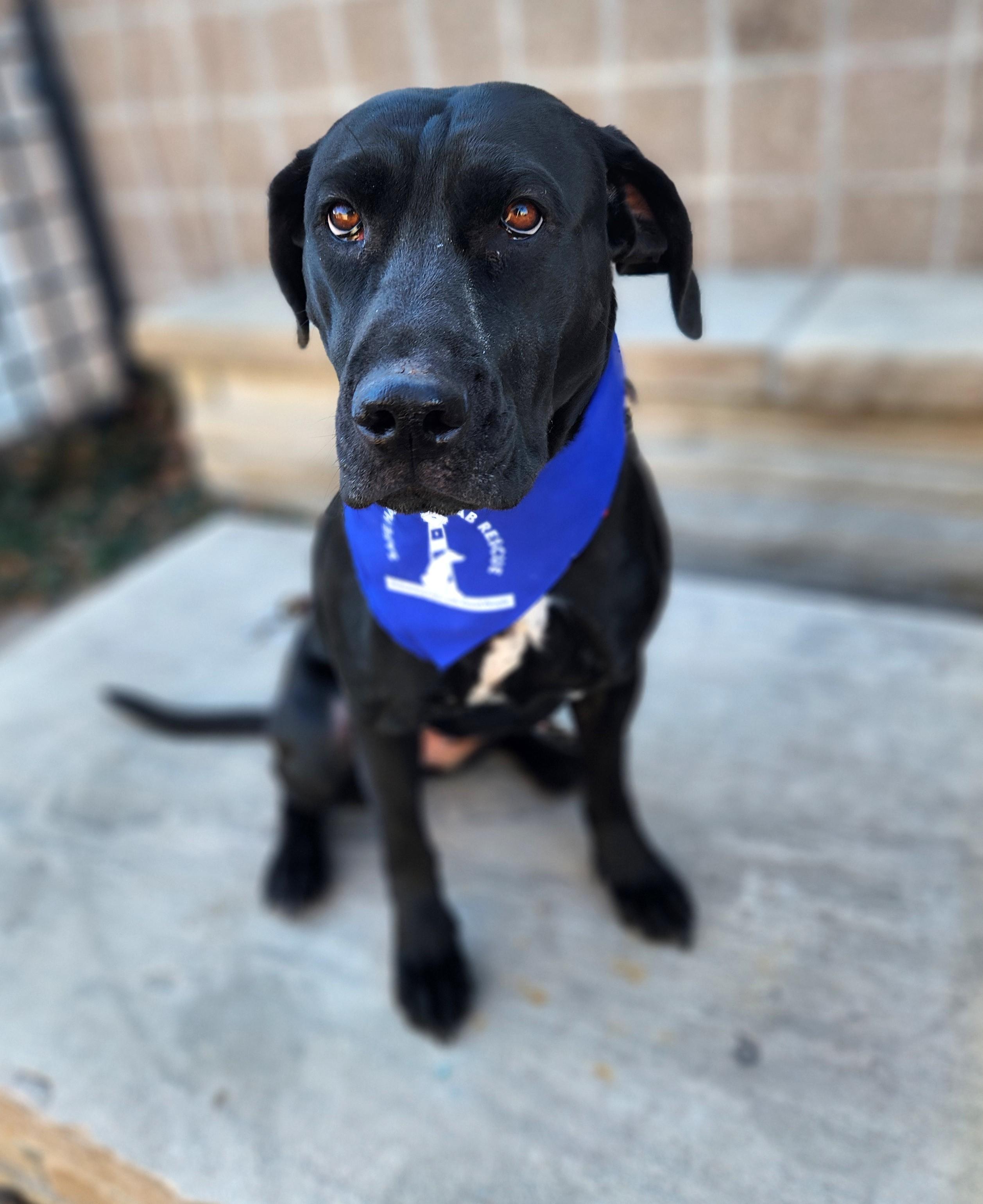 Libby, a Adoptable Labrador Retriever in Golden, CO image 1/4