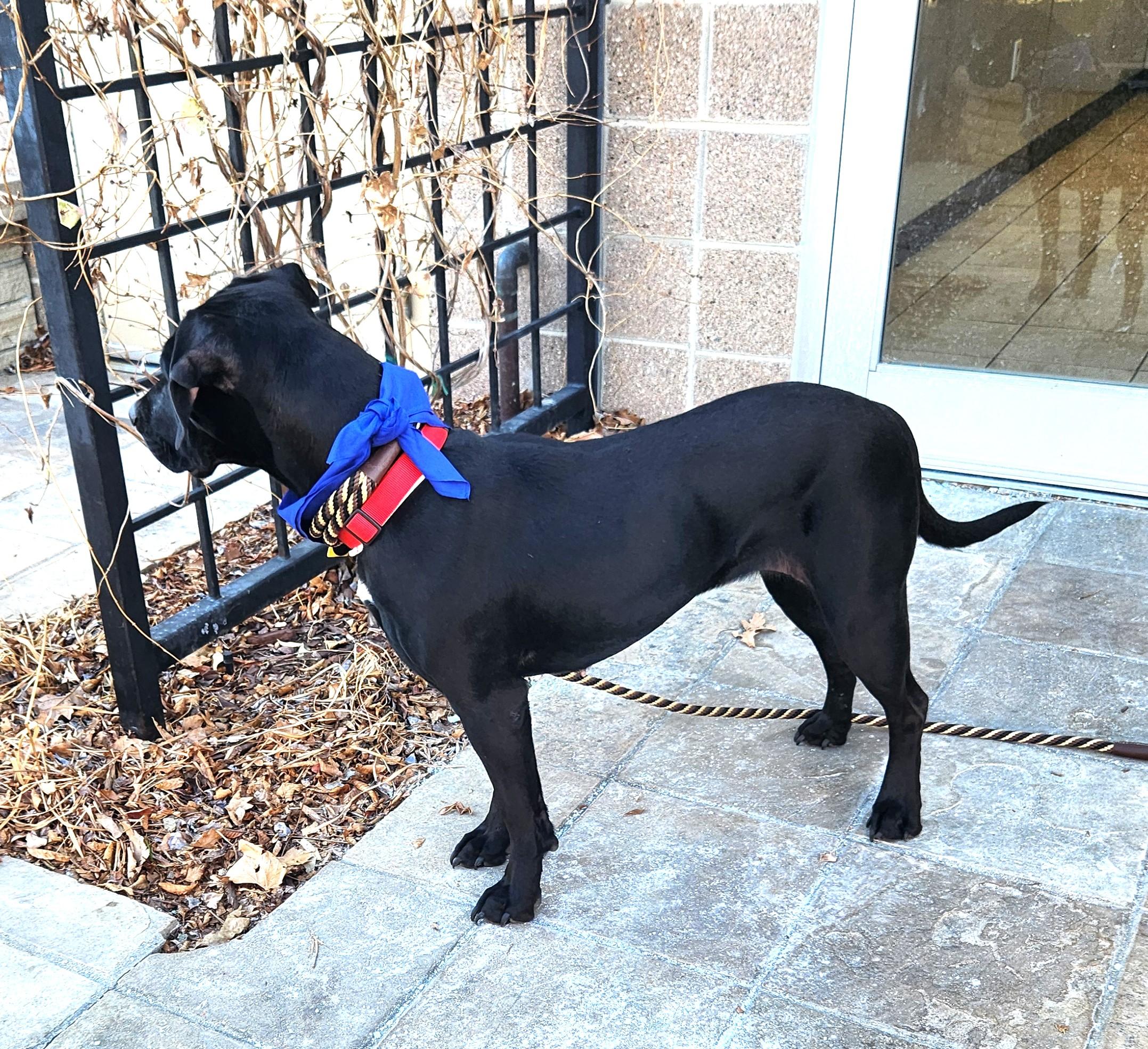 Libby, a Adoptable Labrador Retriever in Golden, CO image 2/4