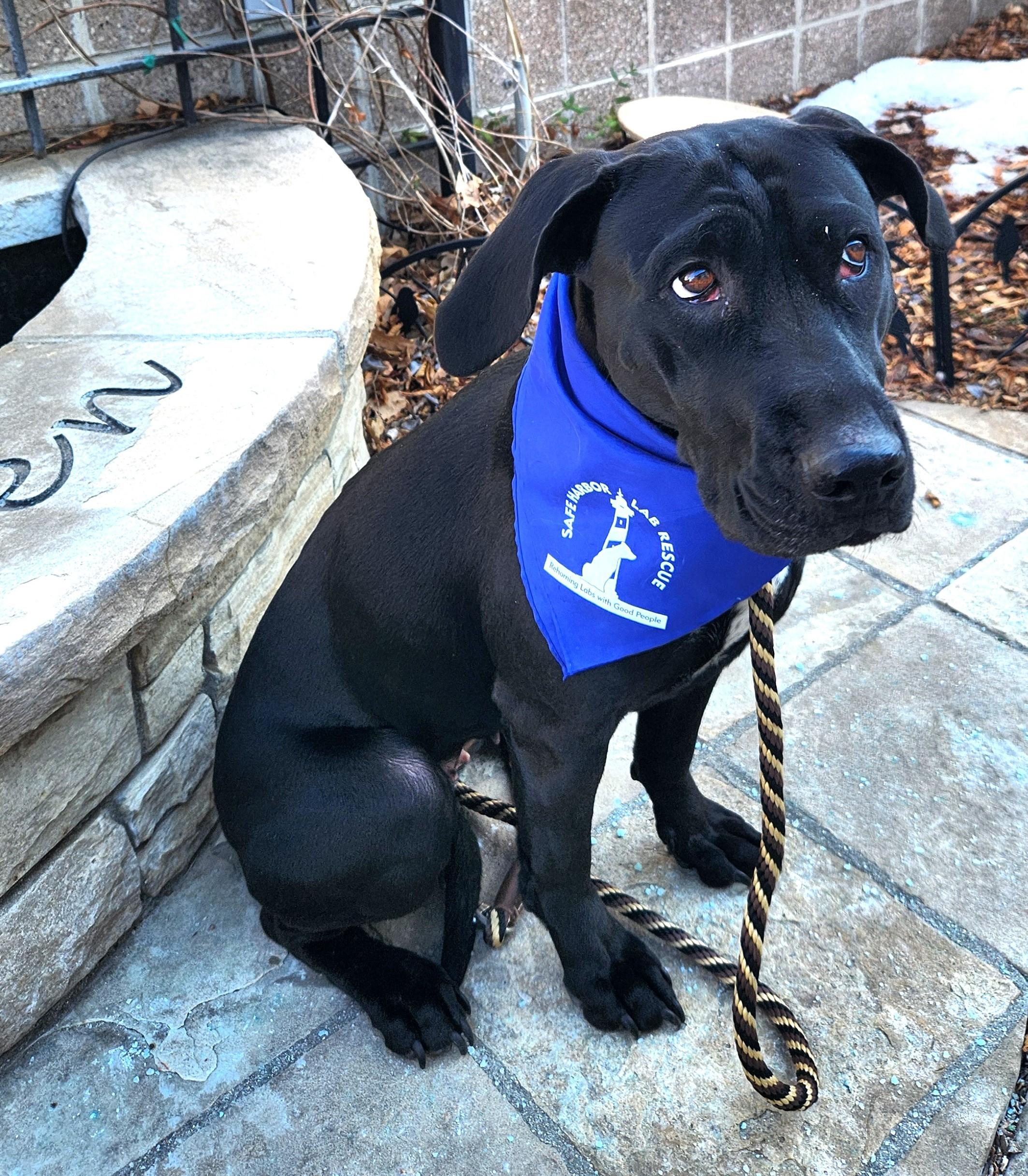 Libby, a Adoptable Labrador Retriever in Golden, CO image 4/4