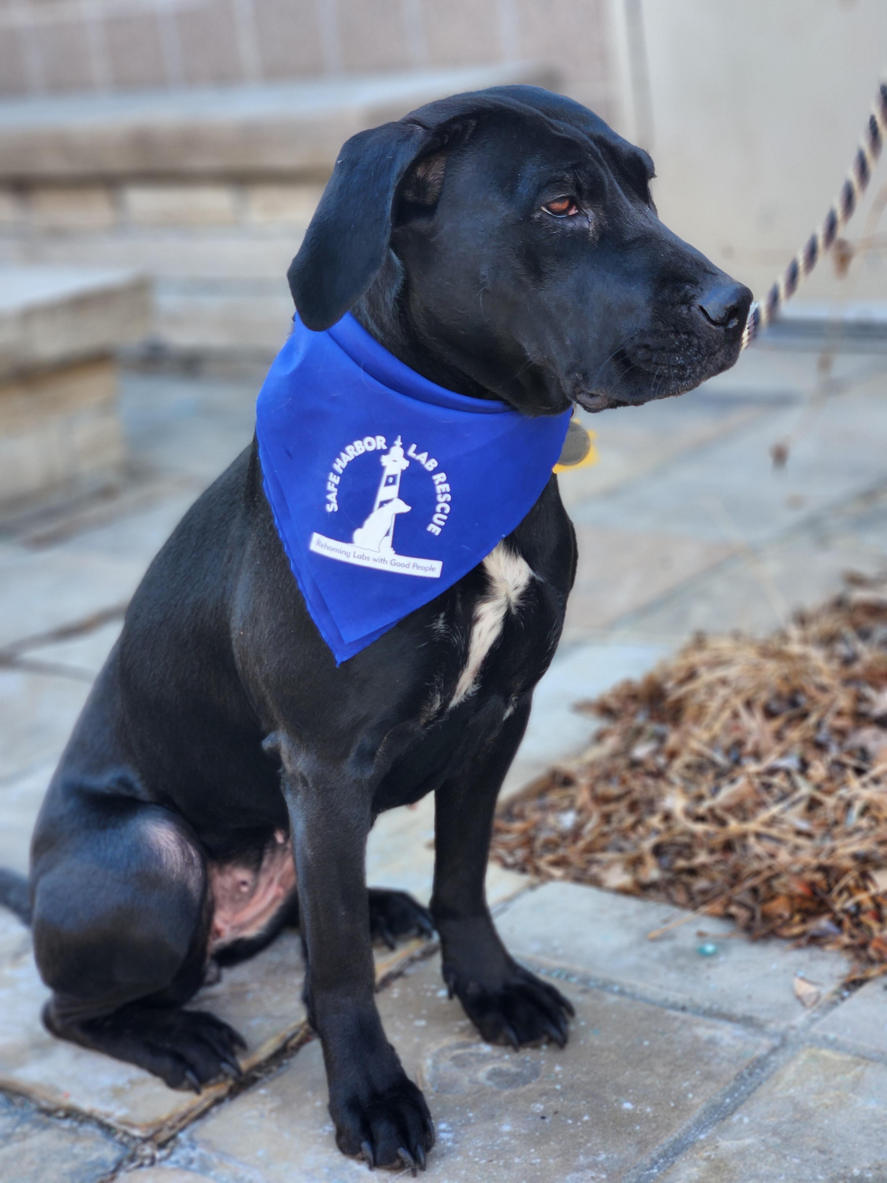 Libby, a Adoptable Labrador Retriever in Golden, CO image 3/4