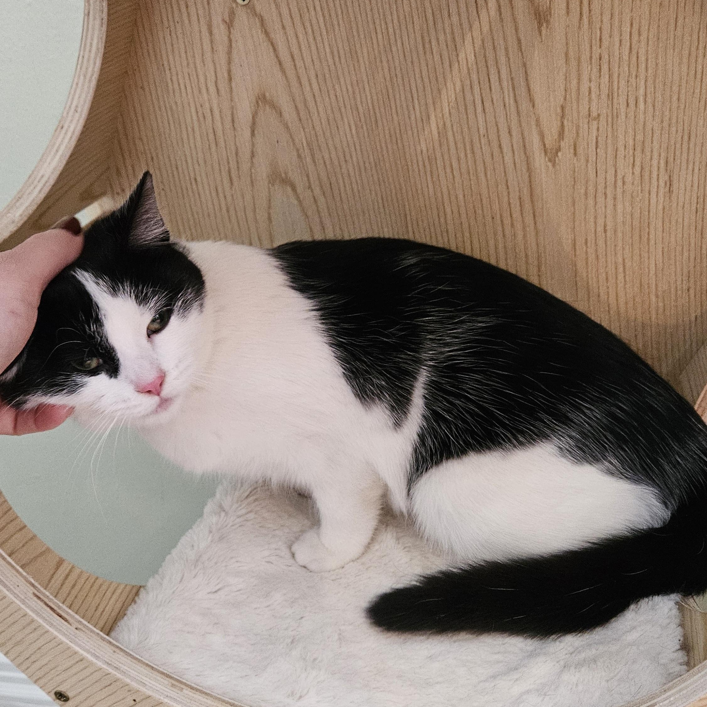 Enlarge Vanessa, an adopted Domestic Short Hair in Brockport, NY image 3/6