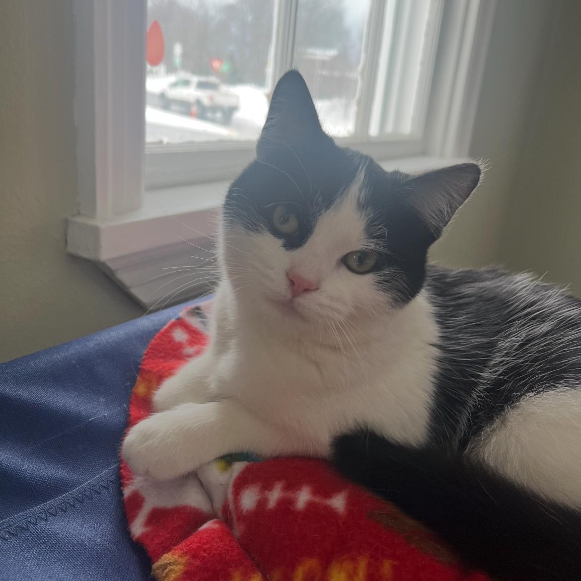 Enlarge Vanessa, an adopted Domestic Short Hair in Brockport, NY image 1/6