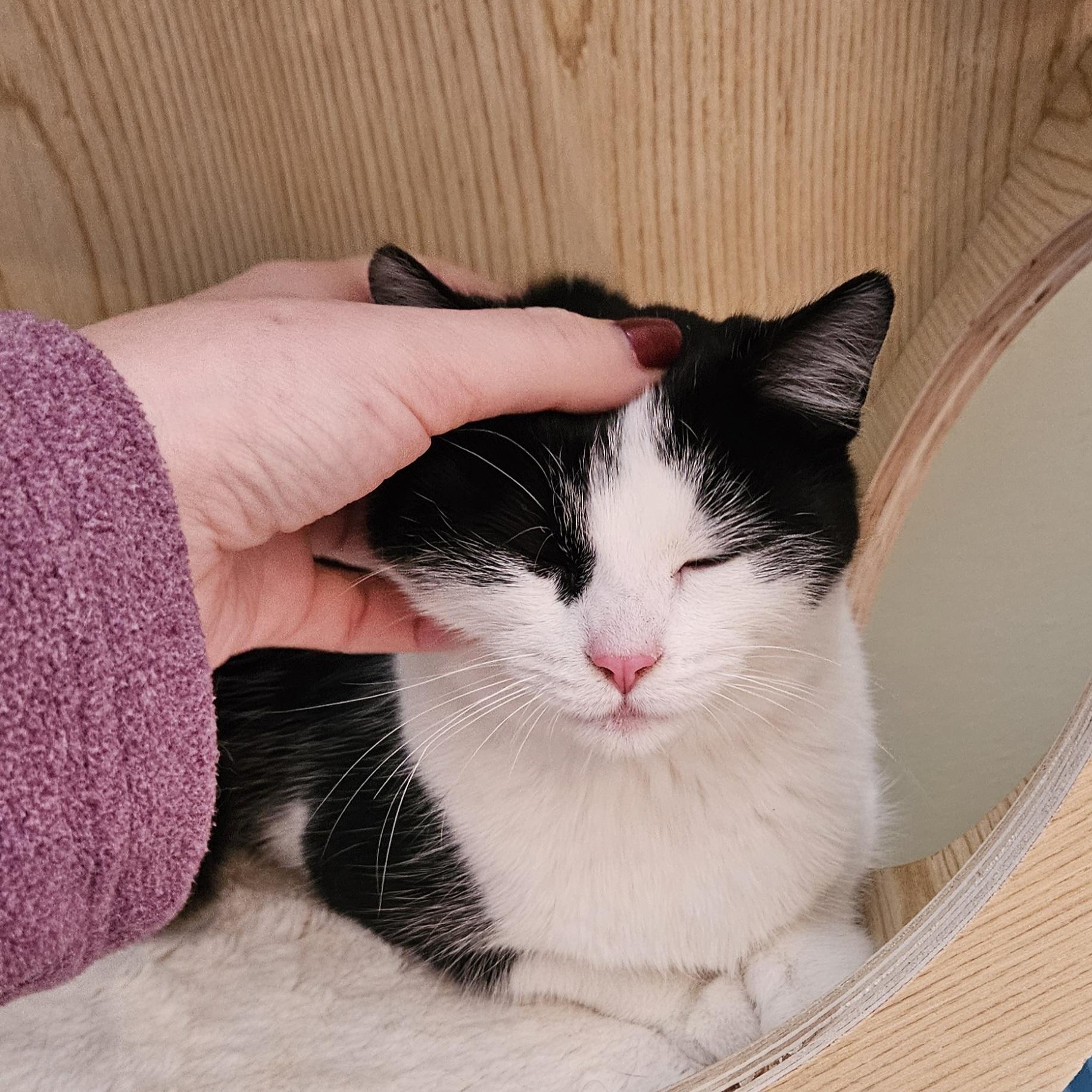 Enlarge Vanessa, an adopted Domestic Short Hair in Brockport, NY image 4/6