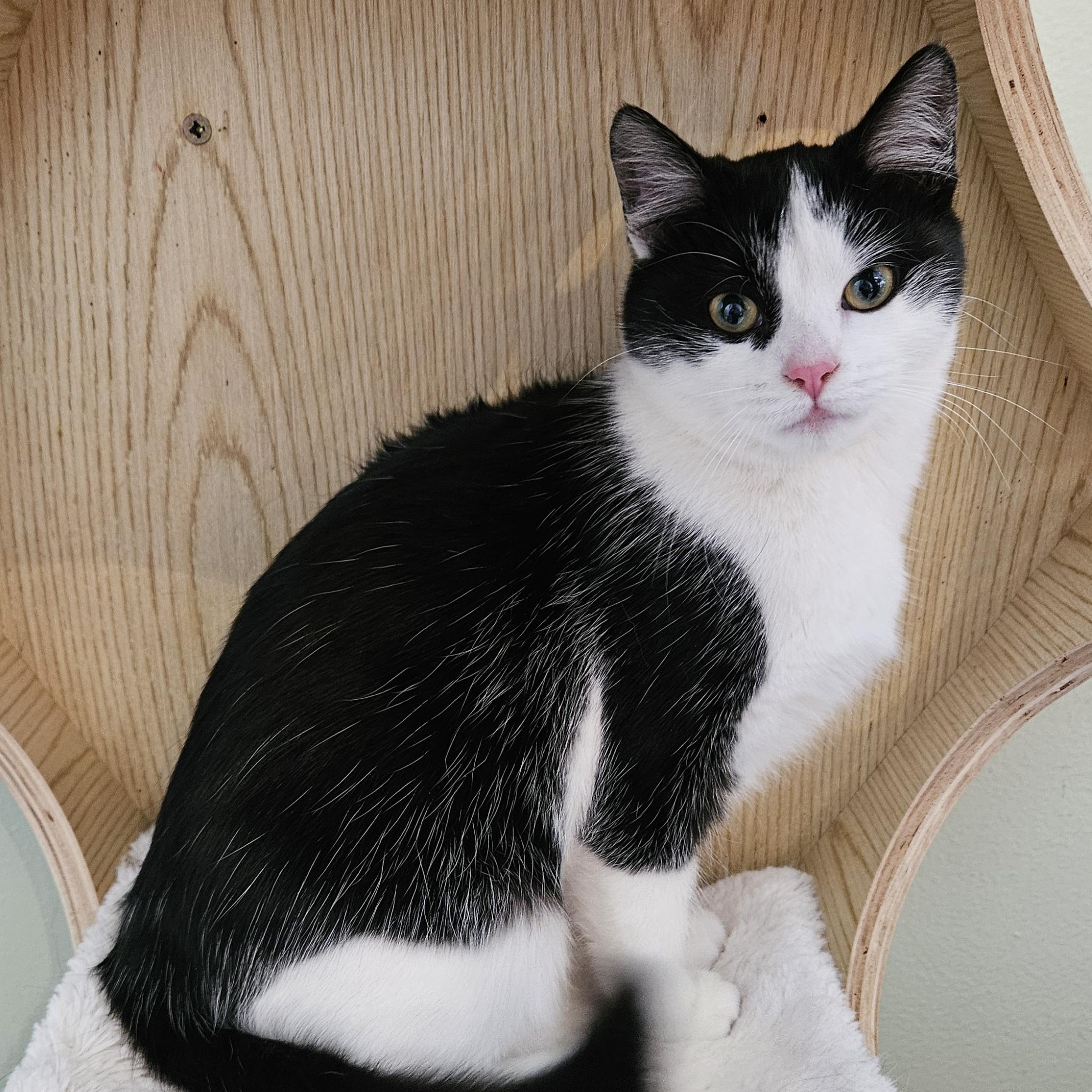 Enlarge Vanessa, an adopted Domestic Short Hair in Brockport, NY image 2/6