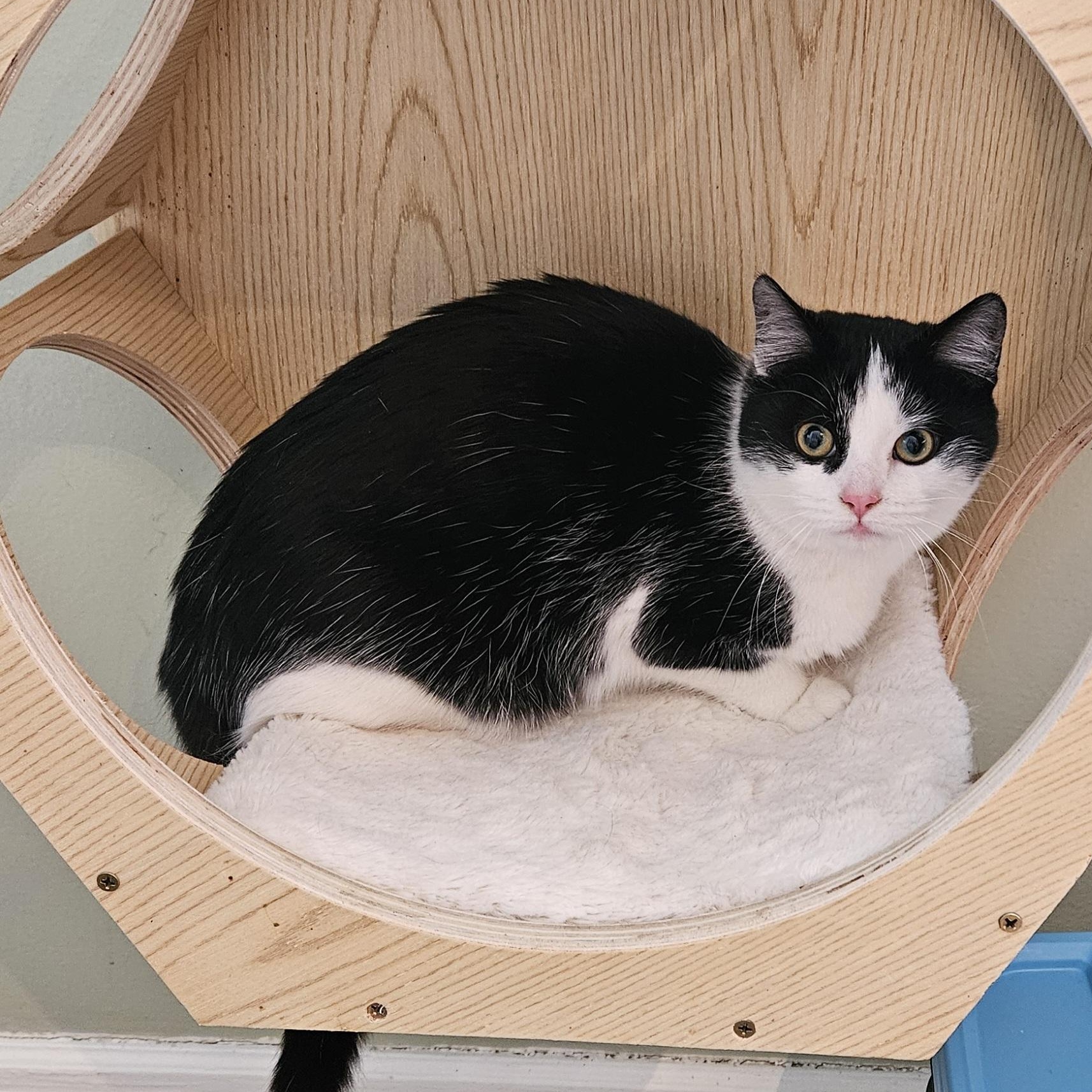 Enlarge Vanessa, an adopted Domestic Short Hair in Brockport, NY image 5/6