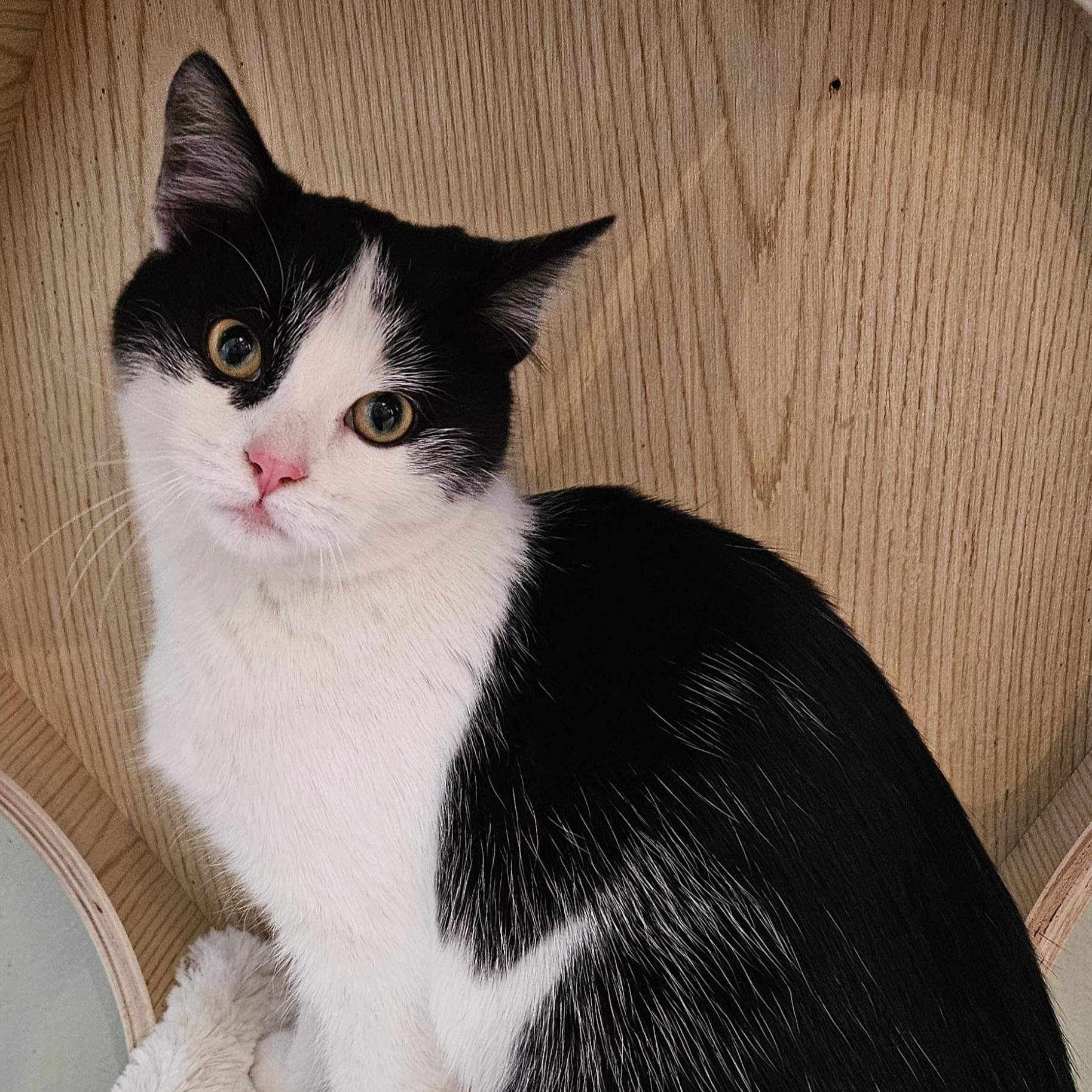 Enlarge Vanessa, an adopted Domestic Short Hair in Brockport, NY image 6/6