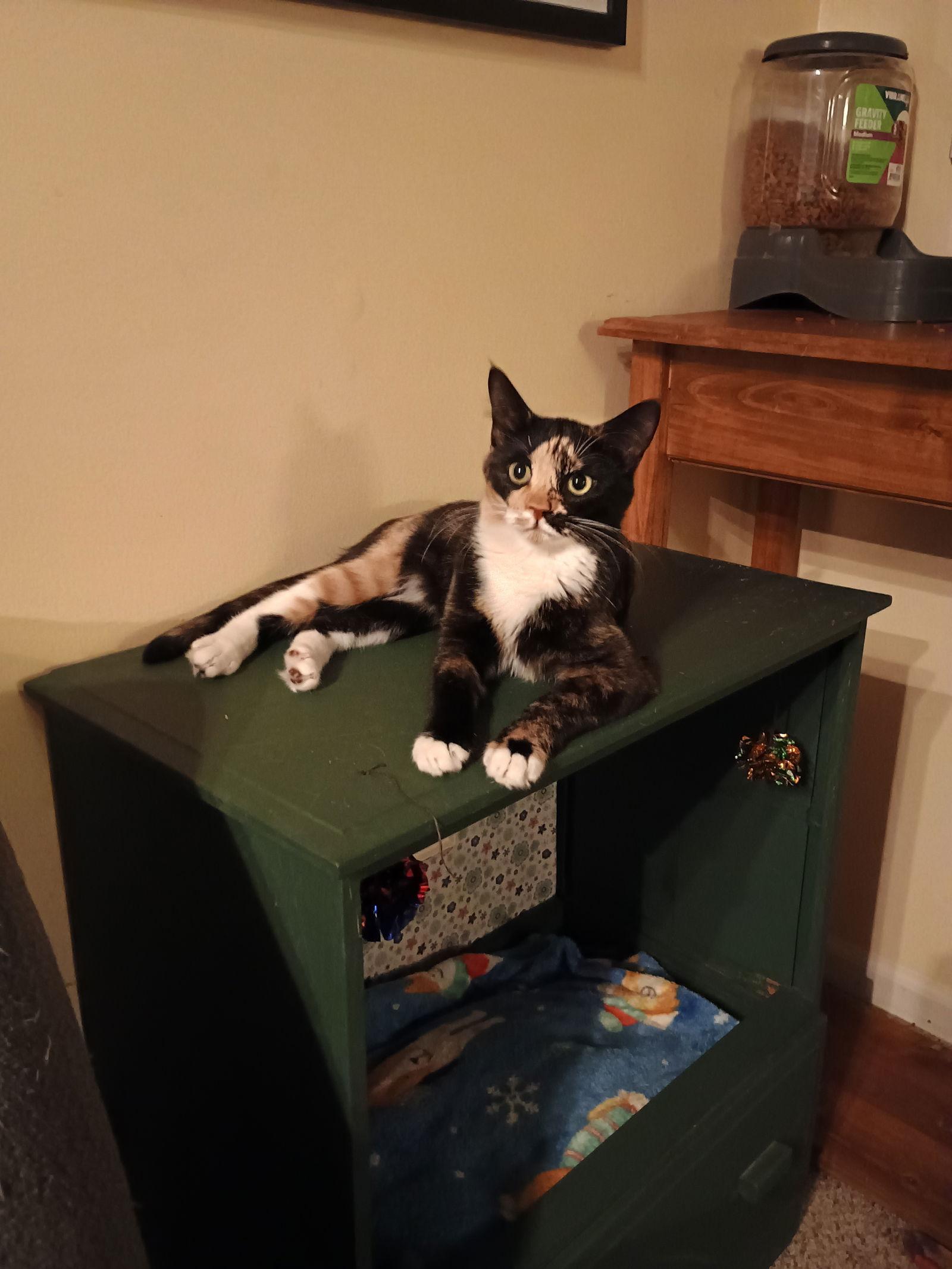 Anise, a Adoptable mixed breed in Pittsboro, NC image 2/3