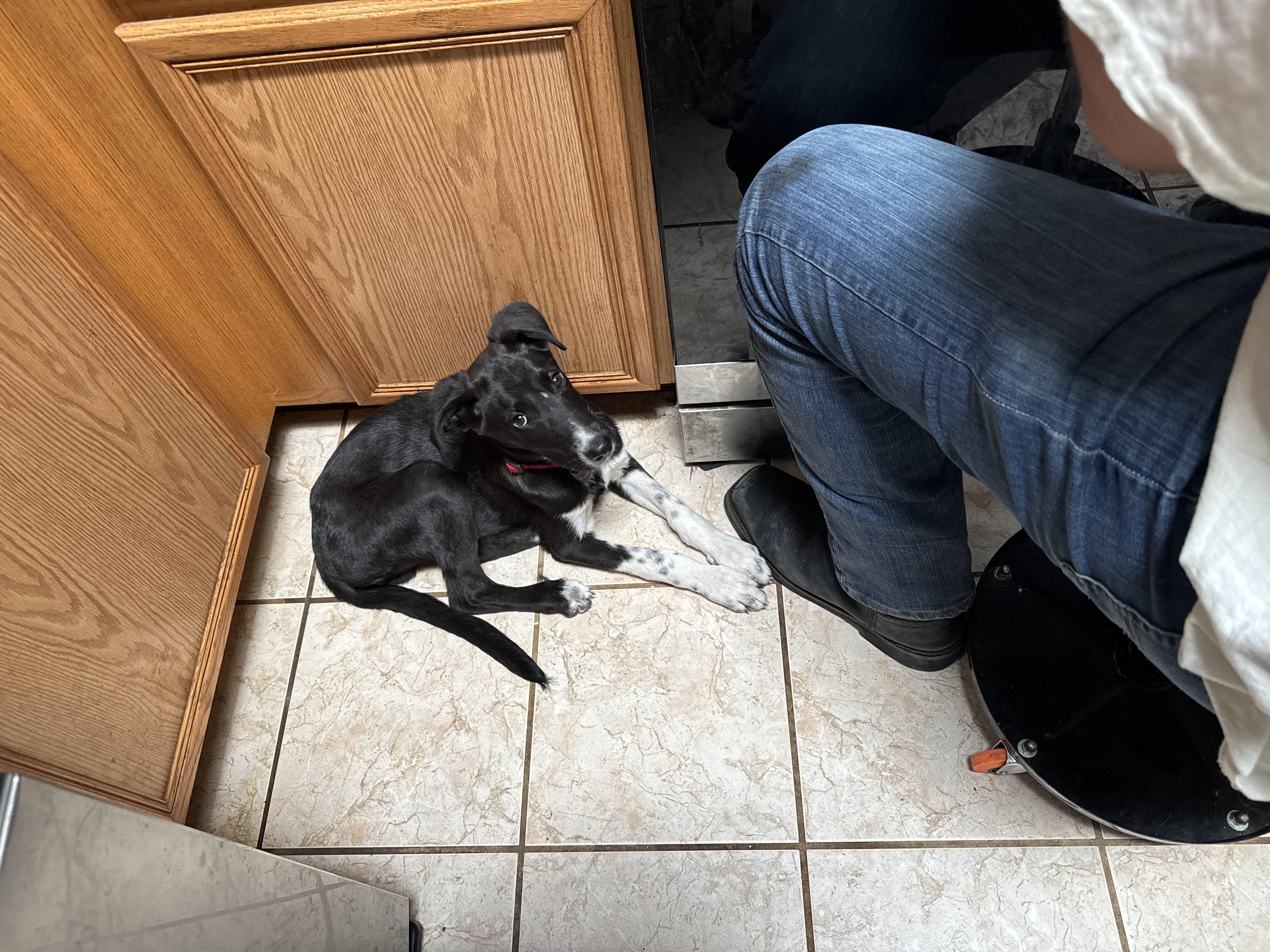 Enlarge Jax, a Adoptable mixed breed in Tucson, AZ image 4/6