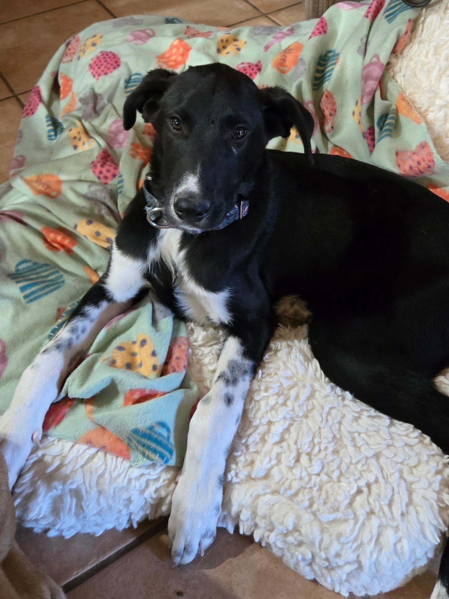 Jax, Adoptable, Young Male Labrador Retriever & Australian Shepherd.