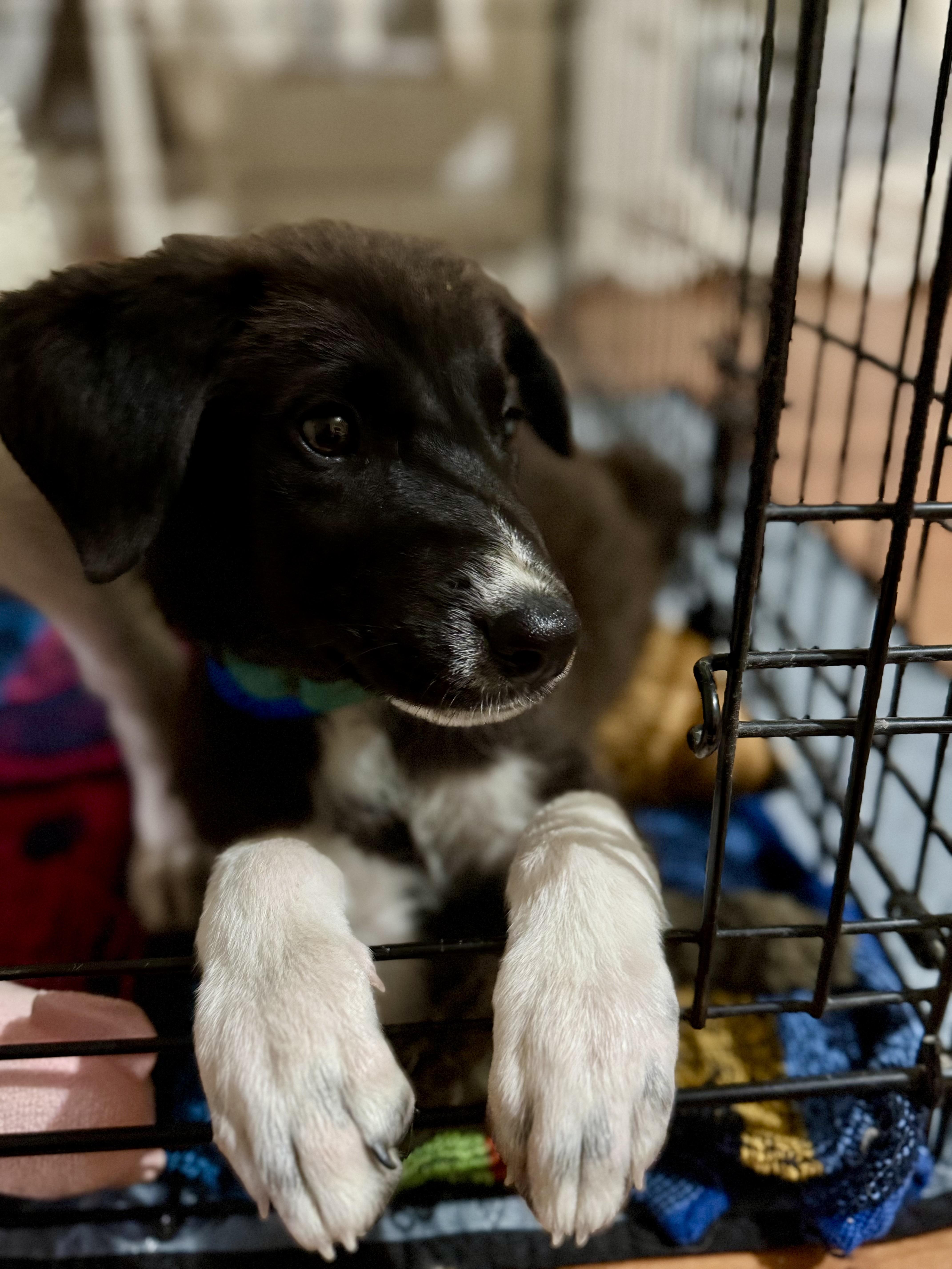 Enlarge Jax, a Adoptable mixed breed in Tucson, AZ image 3/6
