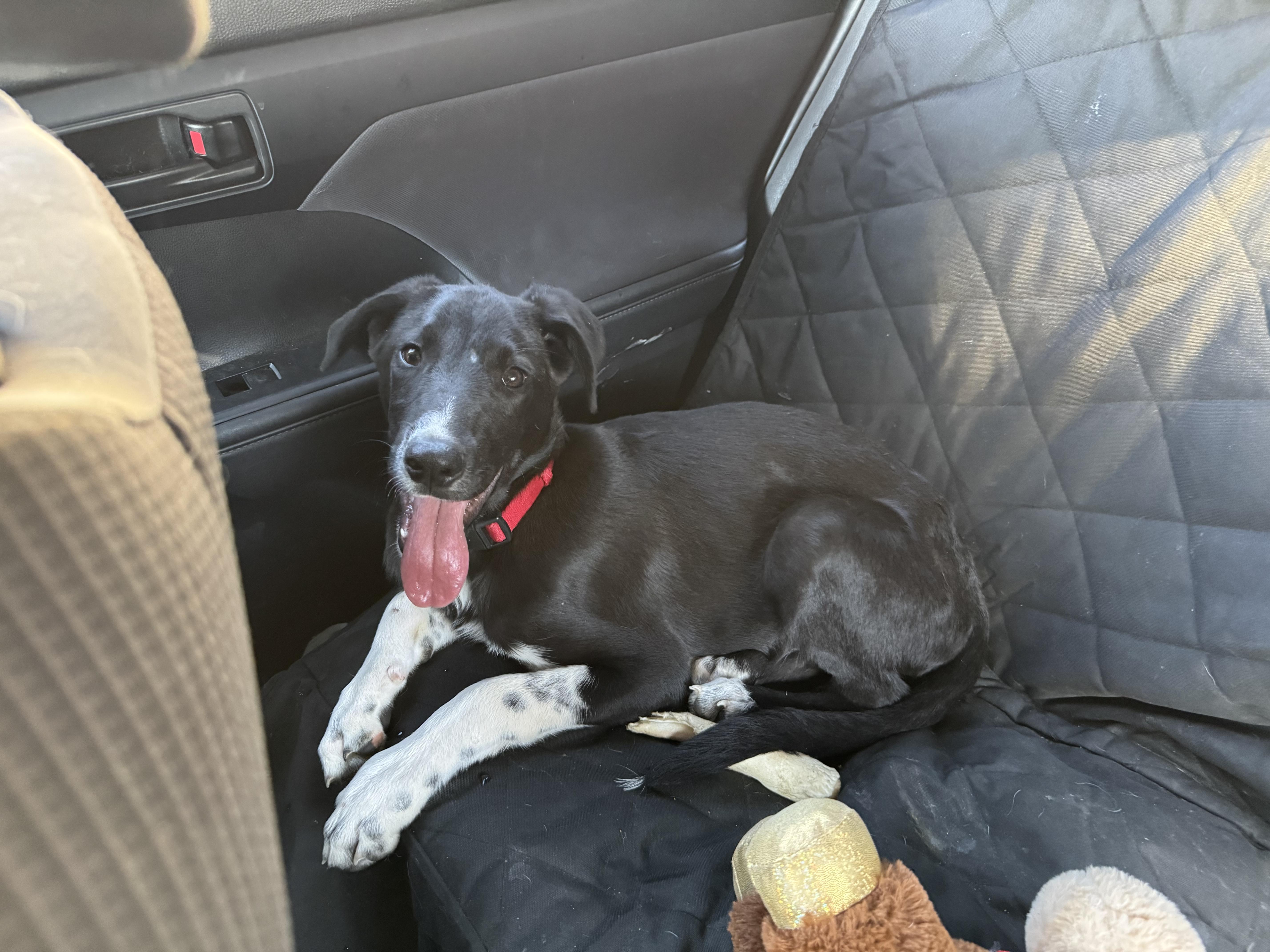 Enlarge Jax, a Adoptable mixed breed in Tucson, AZ image 1/6