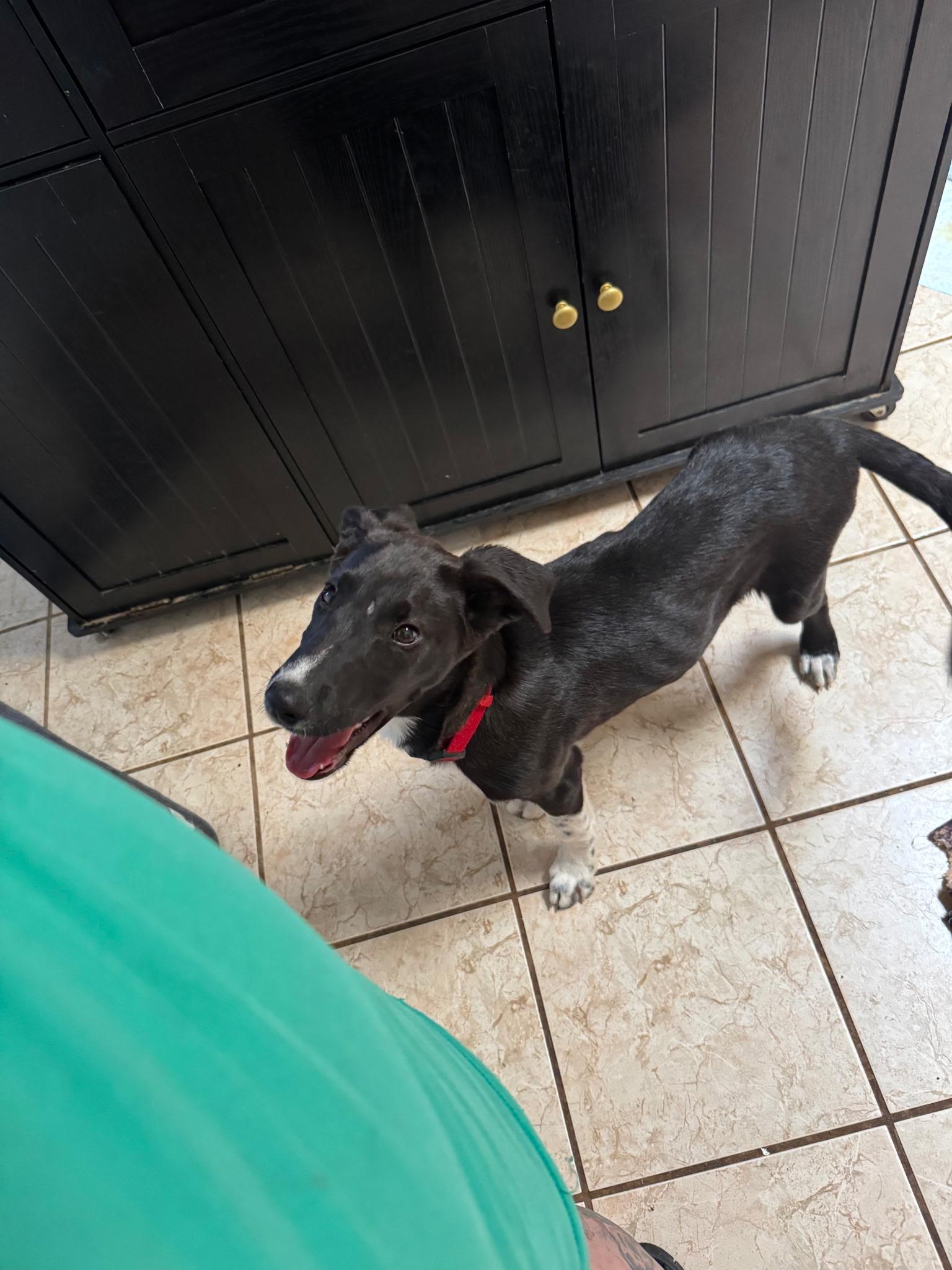 Enlarge Jax, a Adoptable mixed breed in Tucson, AZ image 6/6