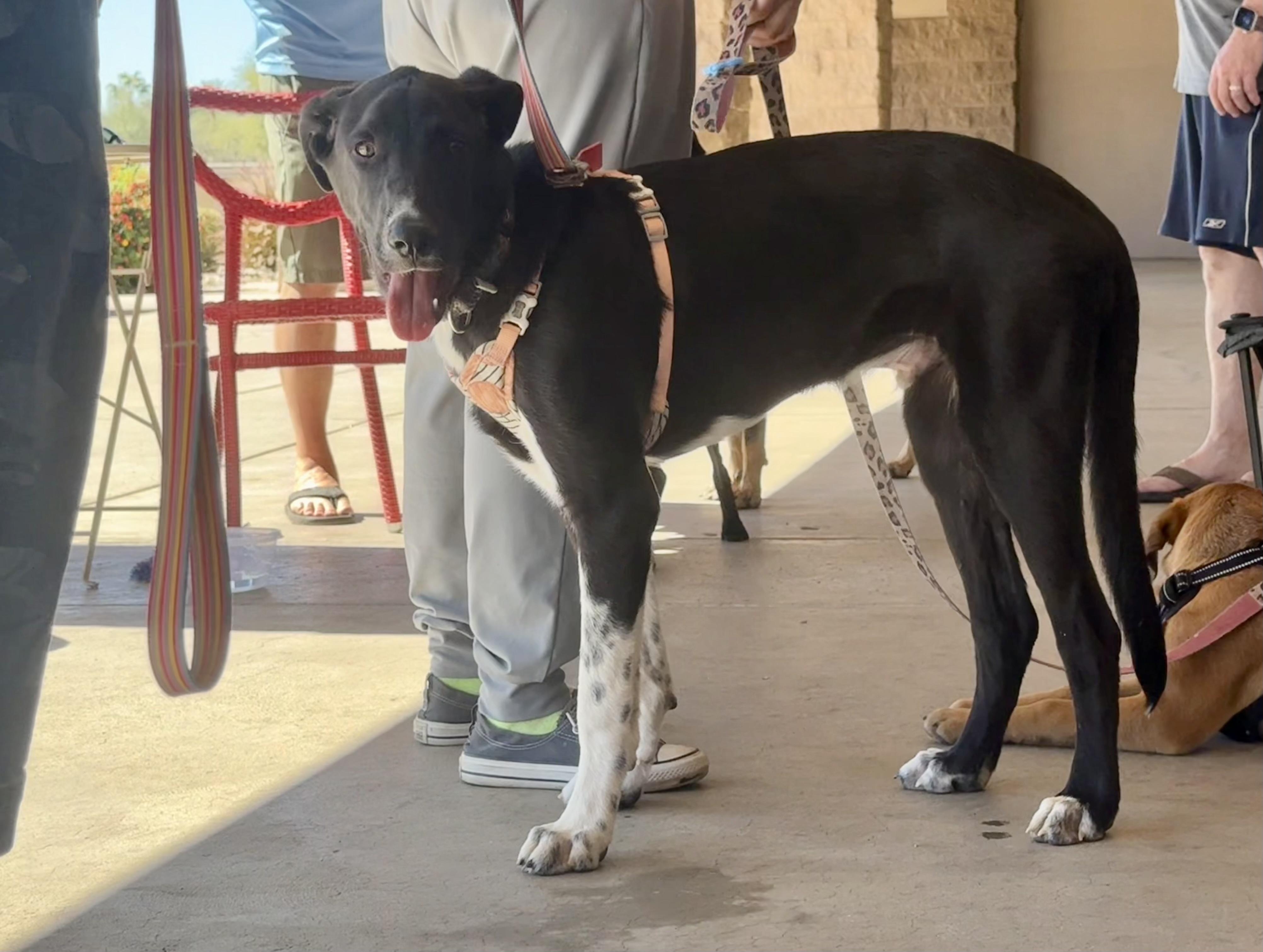 Enlarge Jax, a Adoptable mixed breed in Tucson, AZ image 2/6