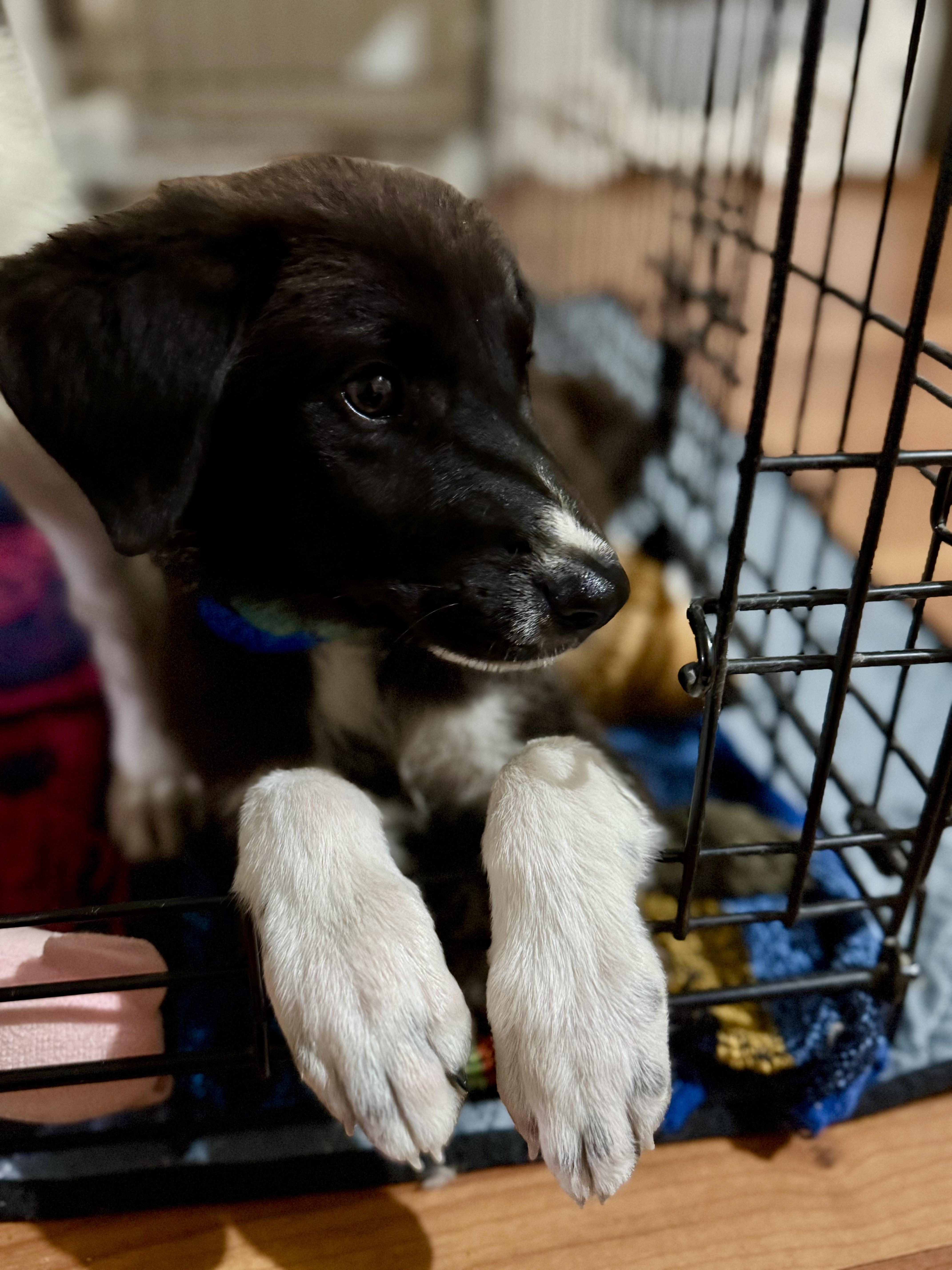 Enlarge Jax, a Adoptable mixed breed in Tucson, AZ image 3/6