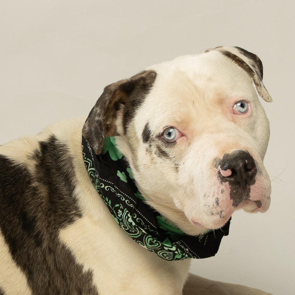 Enlarge Po-Boy, a Adoptable mixed breed in Tipton, IN image 1/6