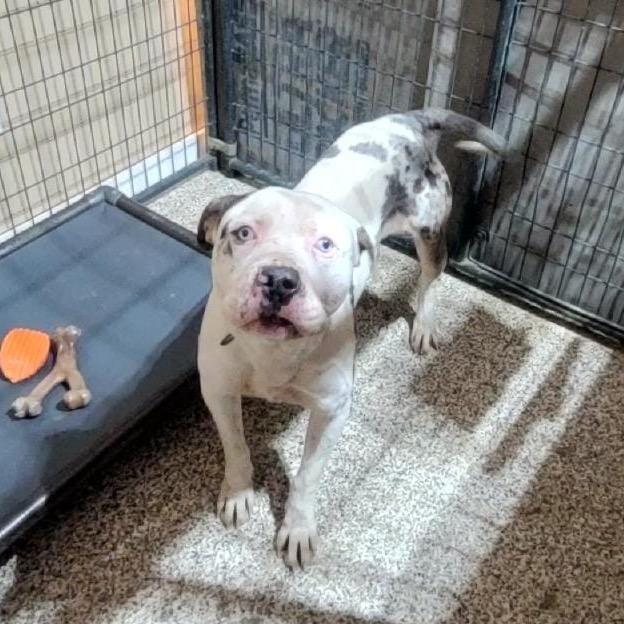 Po-Boy, Adoptable, Adult Male Catahoula Leopard Dog.