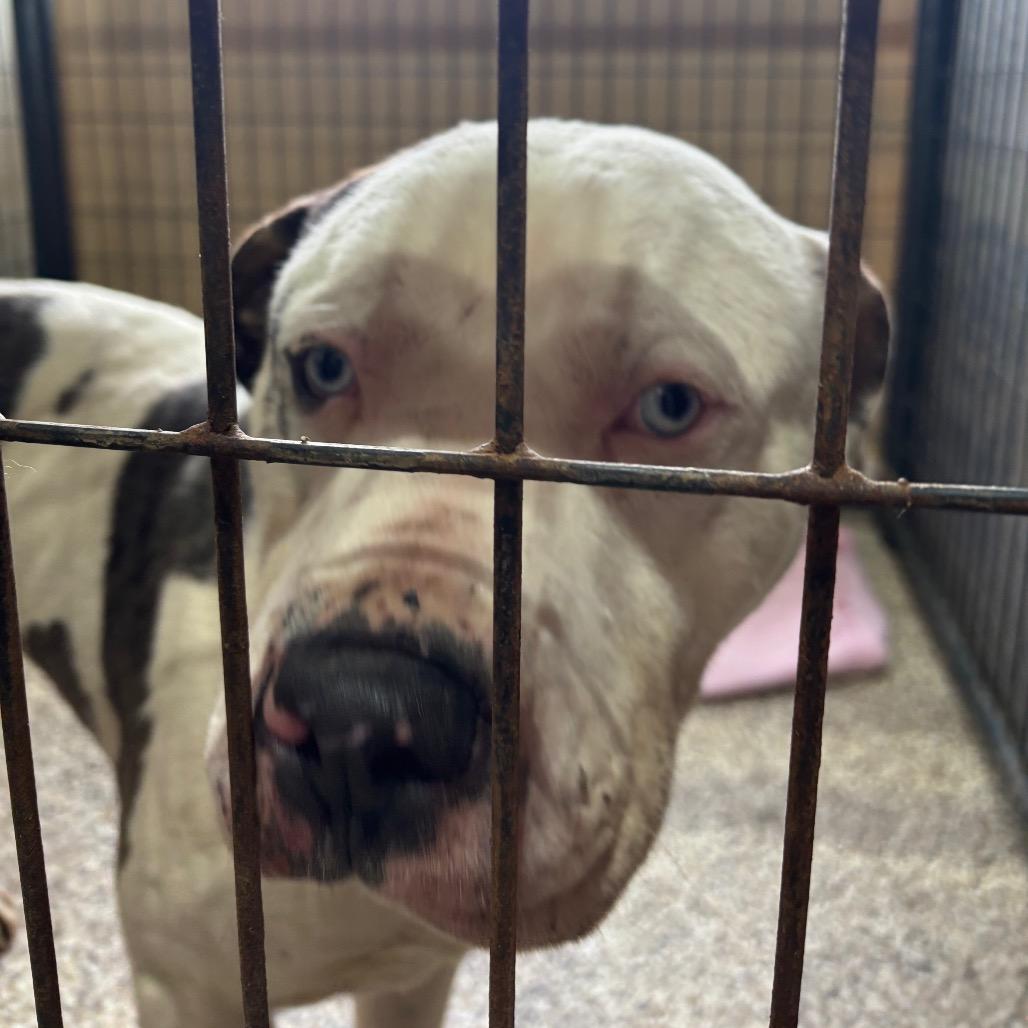 Enlarge Po-Boy, a Adoptable Catahoula Leopard Dog in Tipton, IN image 2/6