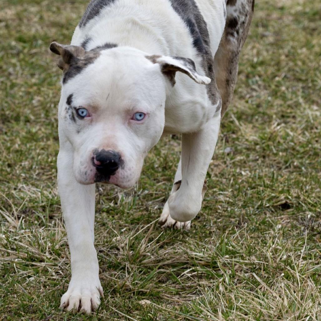 Enlarge Po-Boy, a Adoptable Catahoula Leopard Dog in Tipton, IN image 3/6