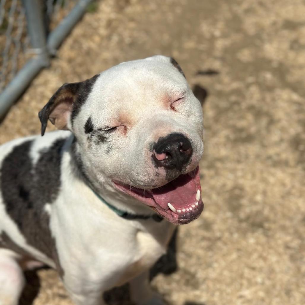Enlarge Po-Boy, a Adoptable mixed breed in Tipton, IN image 4/6