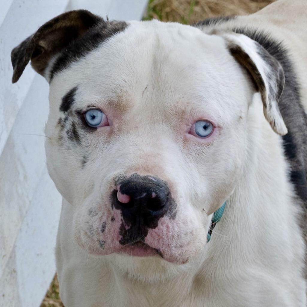 Enlarge Po-Boy, a Adoptable Catahoula Leopard Dog in Tipton, IN image 4/6