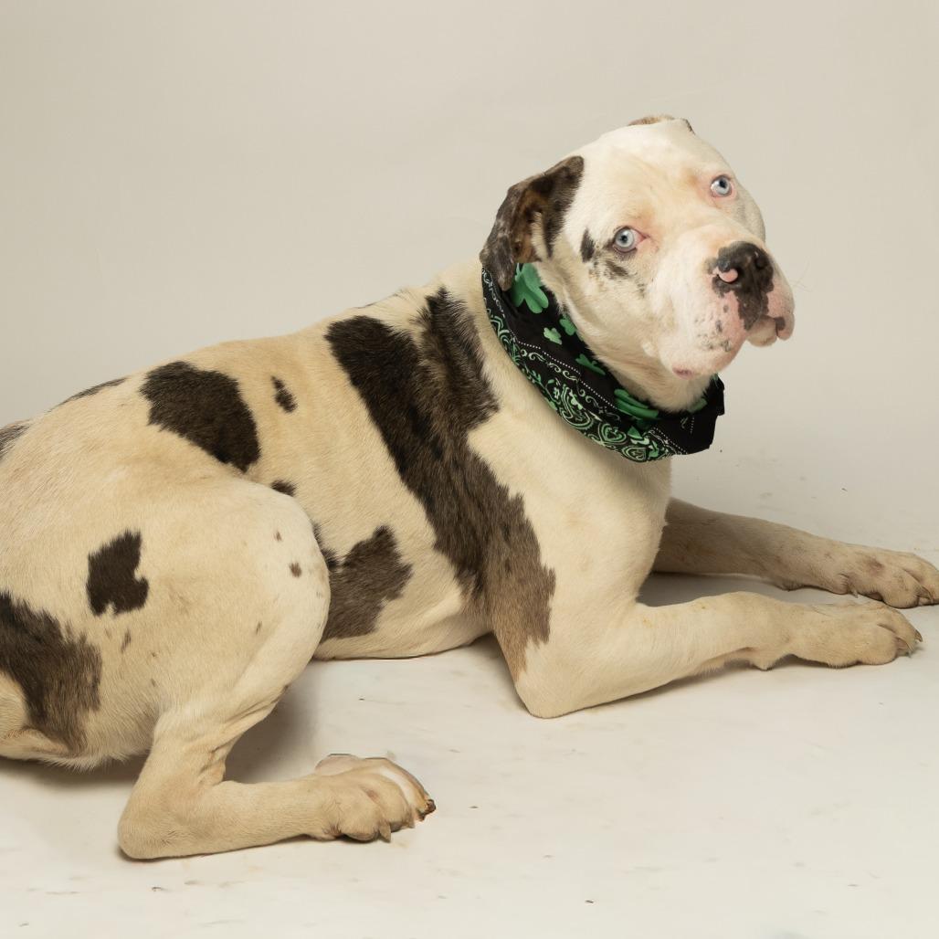 Enlarge Po-Boy, a Adoptable mixed breed in Tipton, IN image 2/6