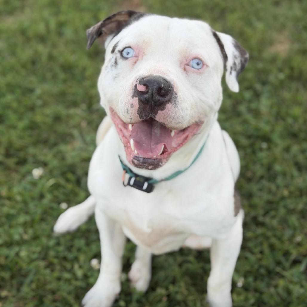 Enlarge Po-Boy, a Adoptable mixed breed in Tipton, IN image 3/6