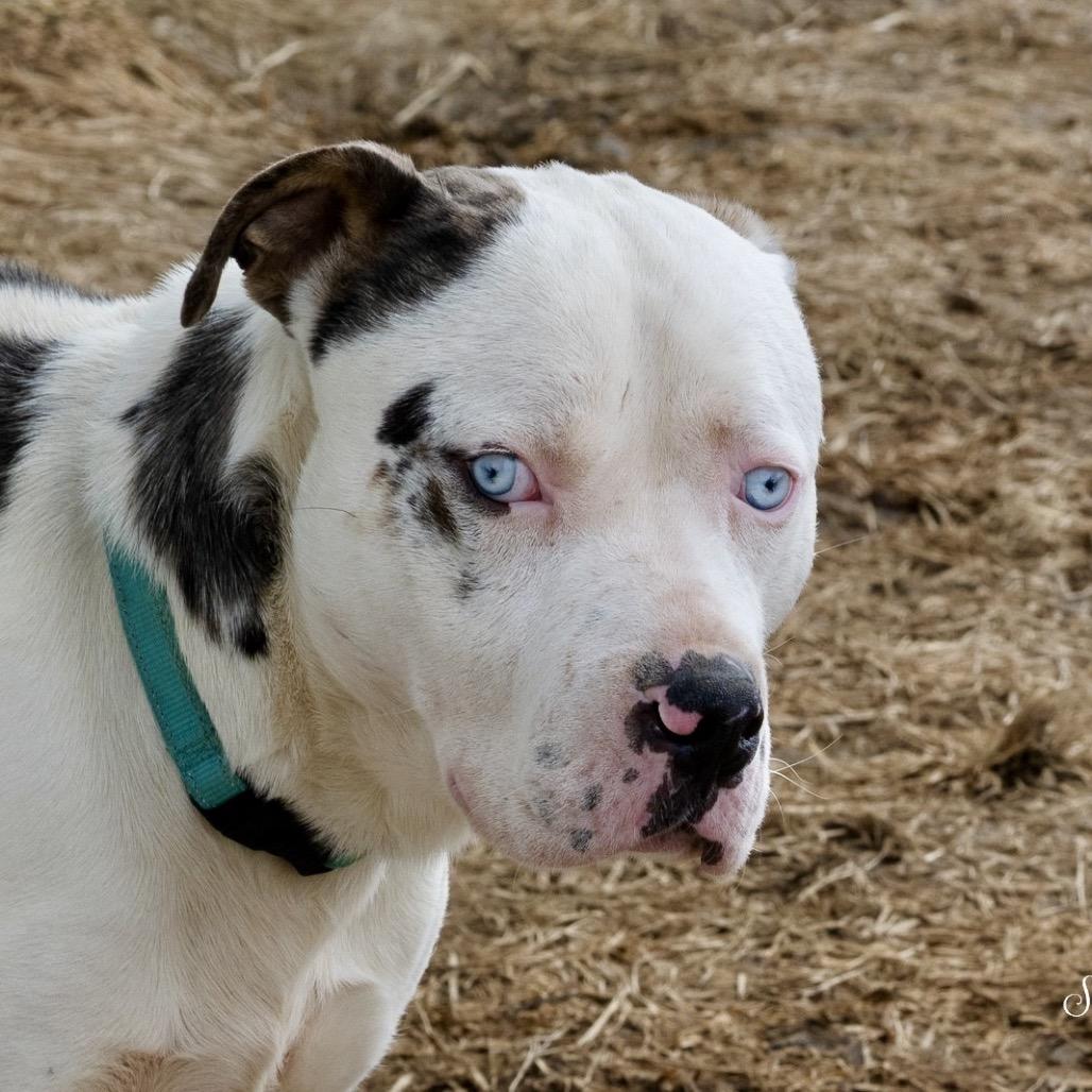Enlarge Po-Boy, a Adoptable Catahoula Leopard Dog in Tipton, IN image 5/6