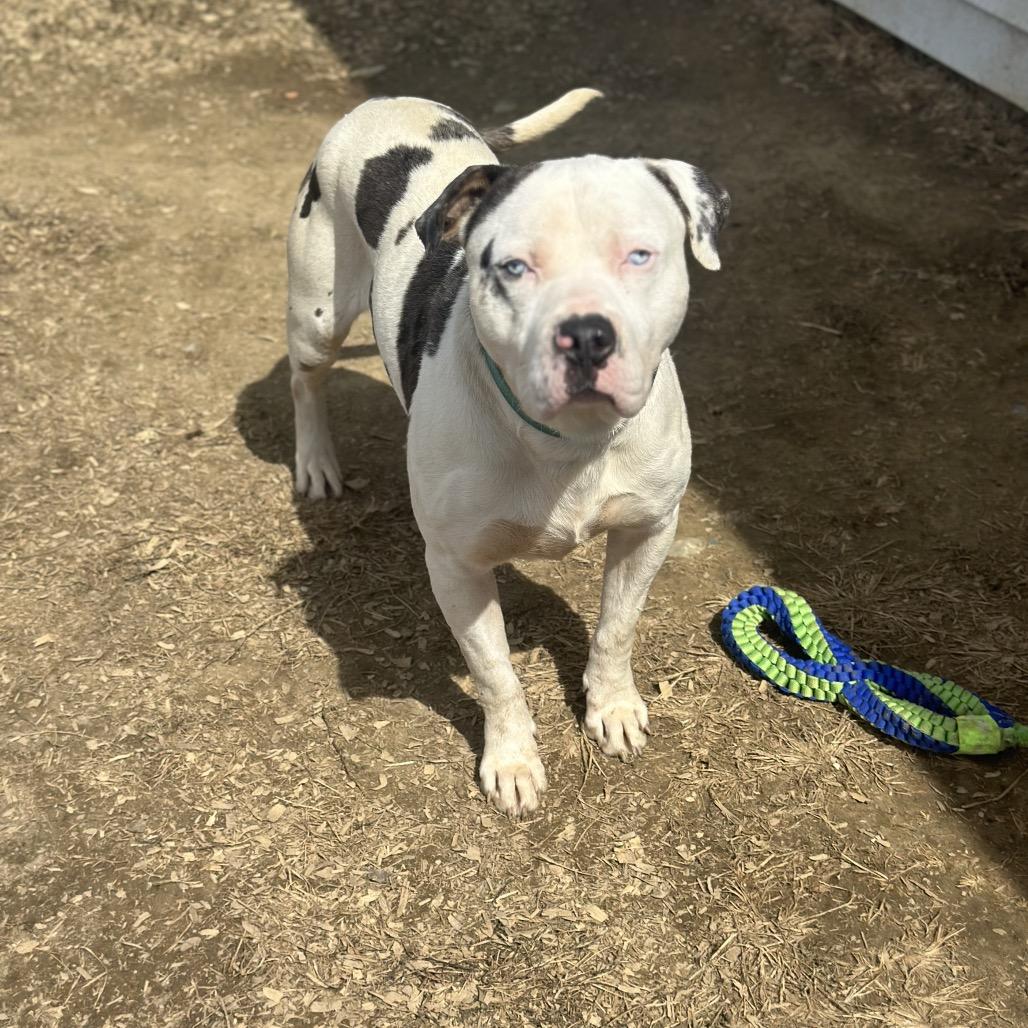 Enlarge Po-Boy, a Adoptable mixed breed in Tipton, IN image 5/6