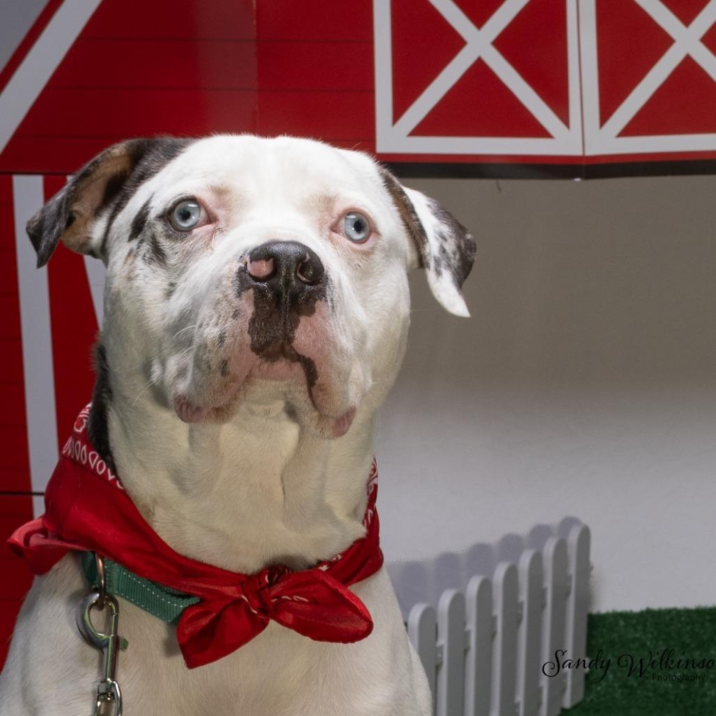 Enlarge Po-Boy, a Adoptable mixed breed in Tipton, IN image 5/6