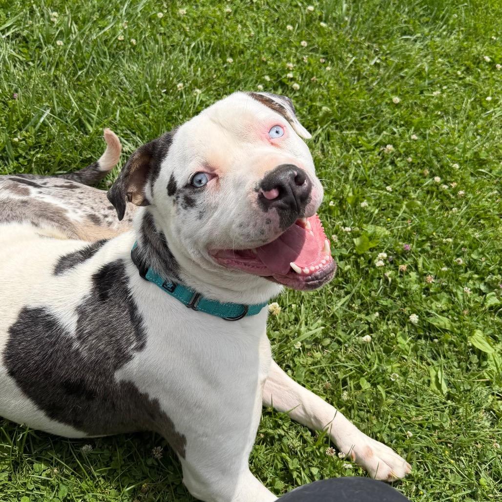 Enlarge Po-Boy, a Adoptable mixed breed in Tipton, IN image 6/6