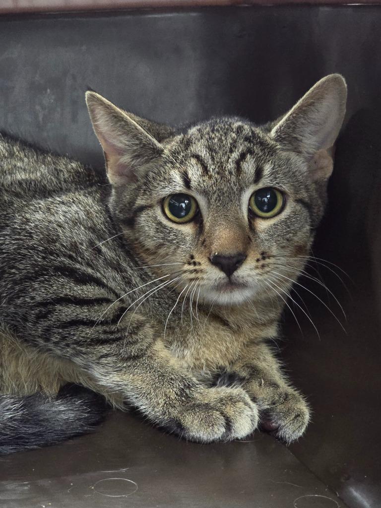 Enlarge Tater Tot, a Adoptable mixed breed in Cartersville , GA image 1/1