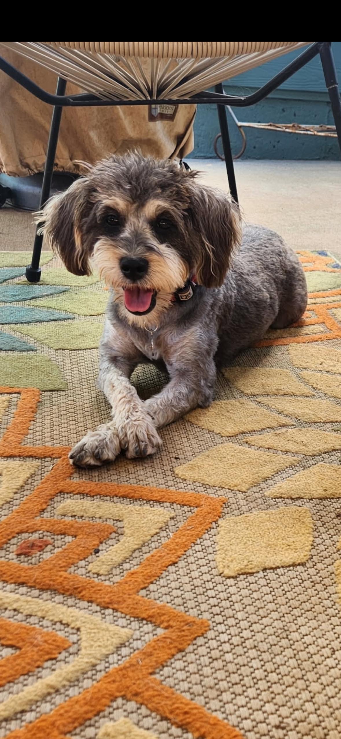 Lulabelle, Adopted, Young Female Schnauzer & Poodle.