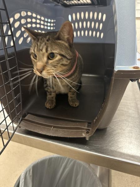 Nyla (603), Adoptable, Adult Female Domestic Short Hair.