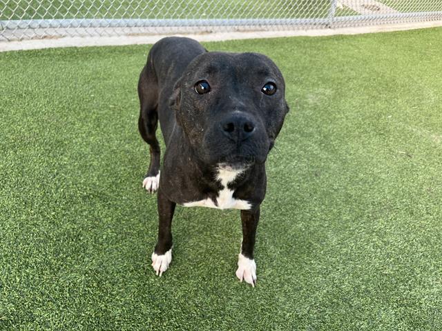 Enlarge FROSTINA, a Adoptable mixed breed in Grand Prairie, TX image 1/1