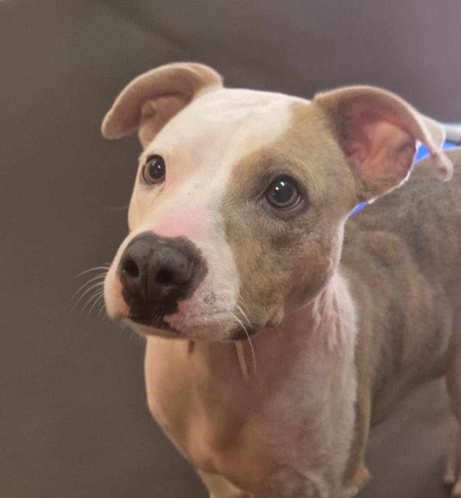 Enlarge MEMPHIS, a Adoptable Pit Bull Terrier in Elizabethton, TN image 1/2