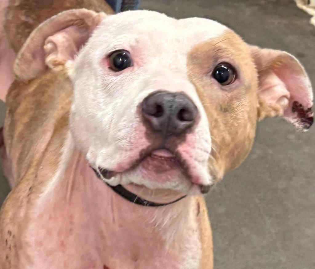 Enlarge MEMPHIS, a Adoptable Pit Bull Terrier in Elizabethton, TN image 2/2