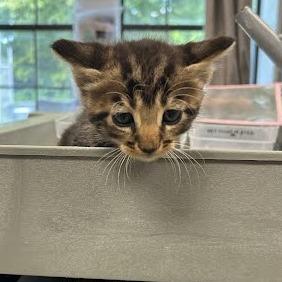 Enlarge Silas, a Adoptable Domestic Short Hair in Jeffersonville, IN image 1/1