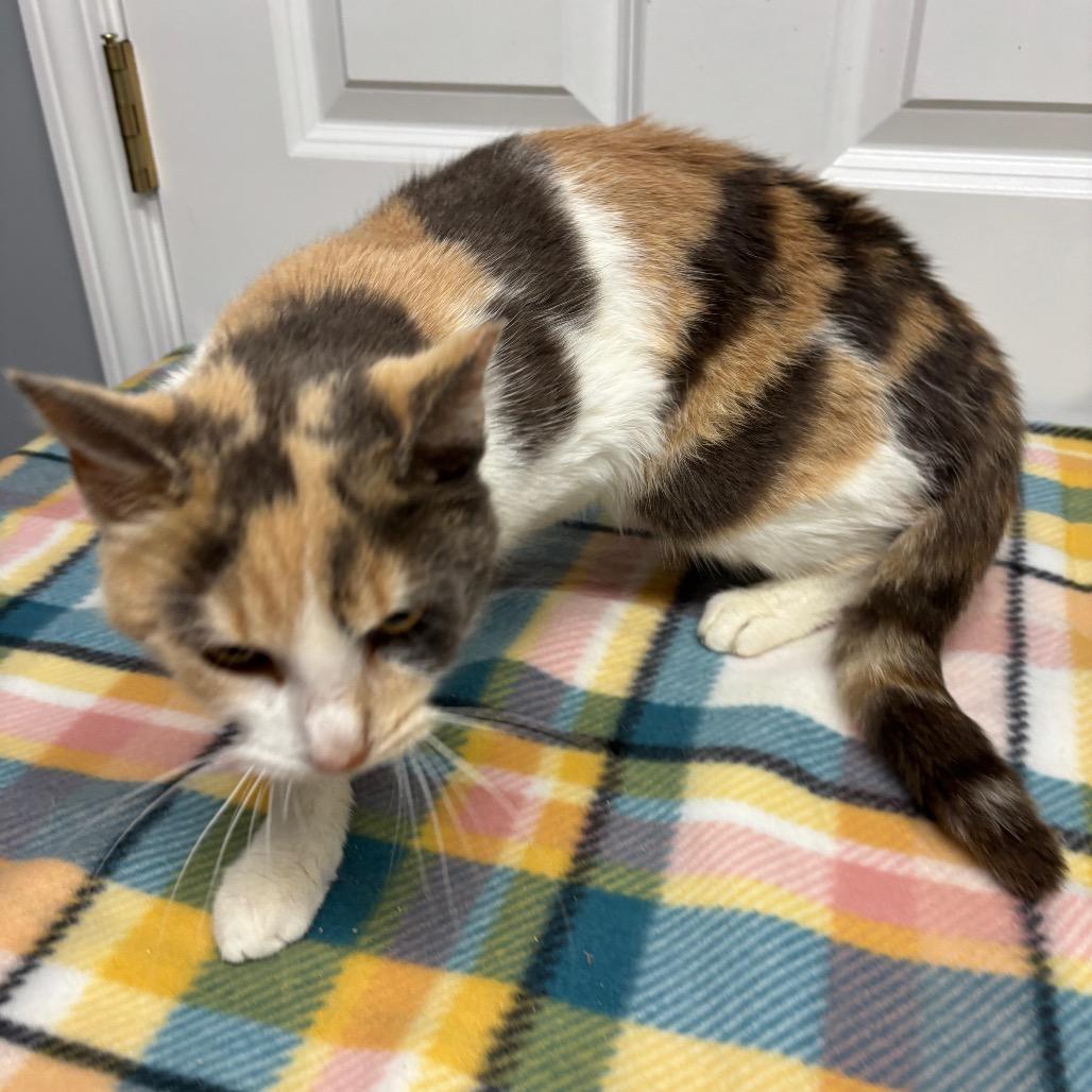 Enlarge Brulee, a Adoptable Domestic Short Hair in Granville, OH image 1/4