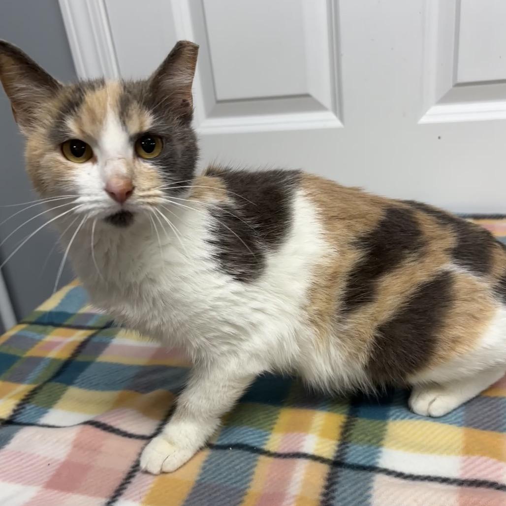 Enlarge Brulee, a Adoptable Domestic Short Hair in Granville, OH image 2/4