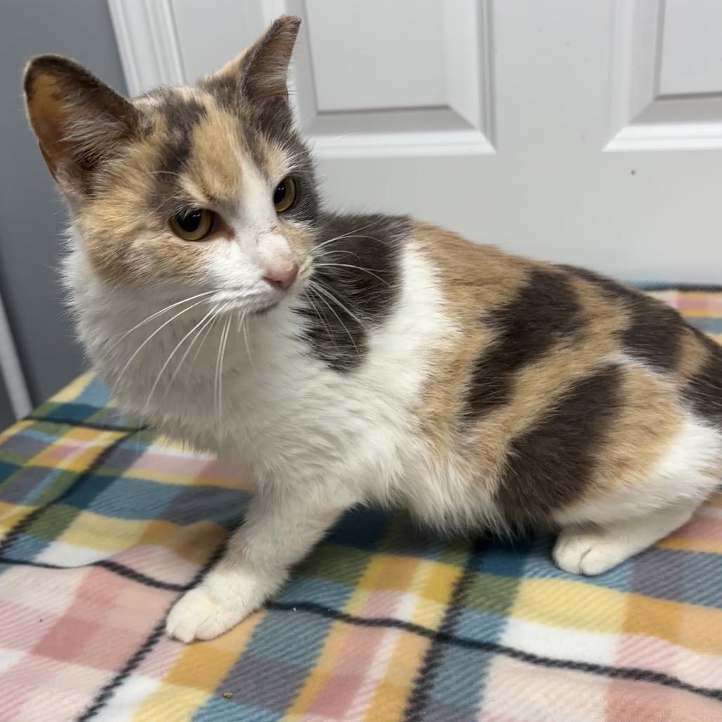 Enlarge Brulee, a Adoptable Domestic Short Hair in Granville, OH image 3/4