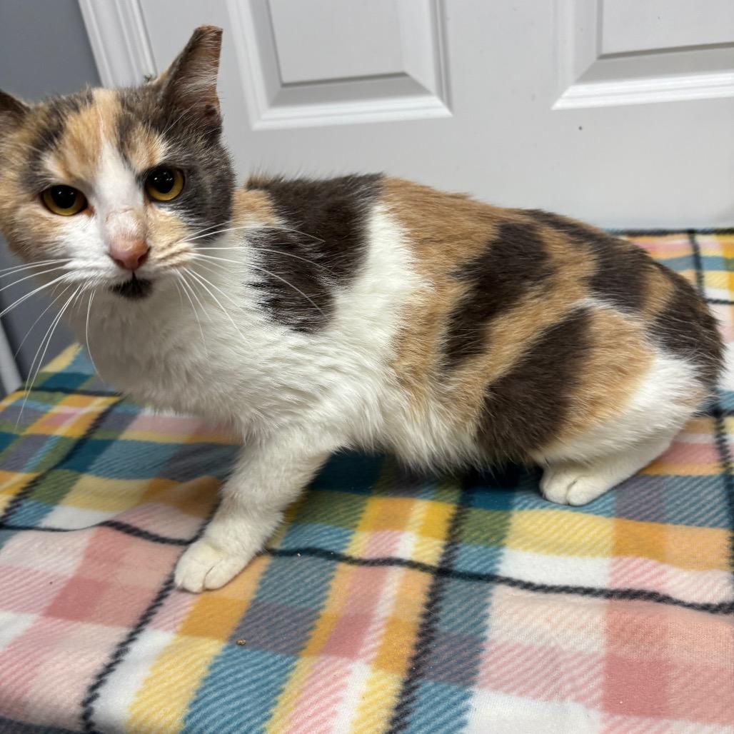 Enlarge Brulee, a Adoptable Domestic Short Hair in Granville, OH image 4/4