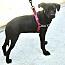 Cora, an adopted mixed breed in Stuarts Draft, VA image 3/3